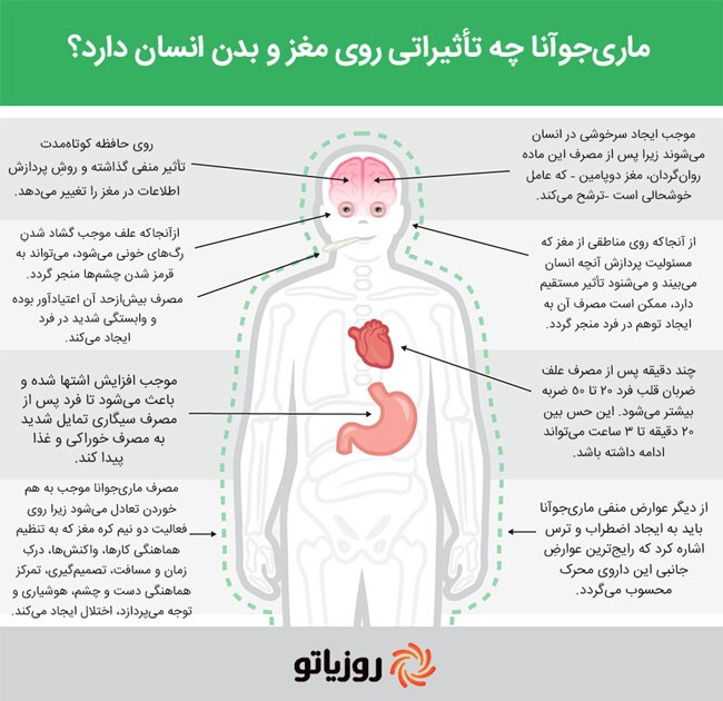 ماری‌جوآنا چه تاثیراتی روی مغز و بدن انسان دارد؟+ اینفوگرافی