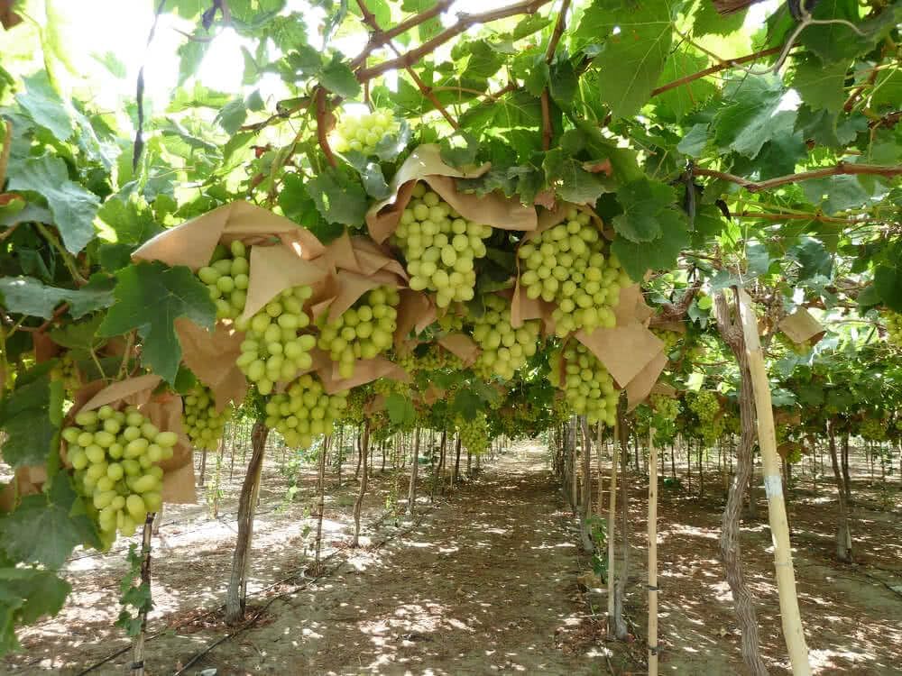 کاشت انگور