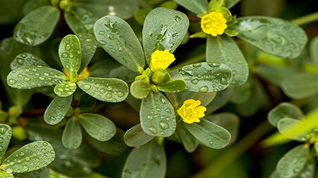 کاشت و تکثیر خرفه,راهنمای کاشت خرفه