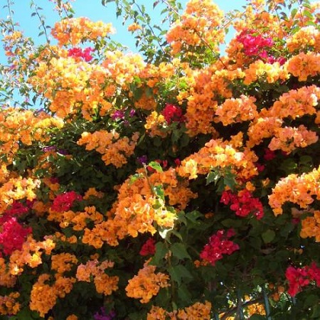 گل کاغذی،زمان تکثیر گل کاغذی,خاک مناسب برای گل کاغذی