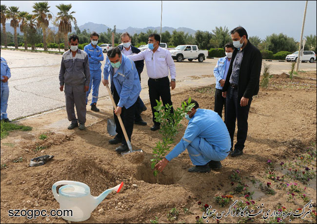 کارکنان زاگرس جنوبی با کاشت ۱۰۰۰ اصله نهال در روز درختکاری 10