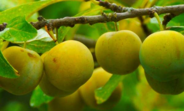 فواید و عوارض گوجه سبز