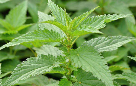 گیاه گزنه برای درمان سنگ کلیه داروی گیاهی برای سنگ کلیه و عفونت, داروهای گیاهی برای سنگ کلیه, داروی گیاهی برای سنگ کلیه