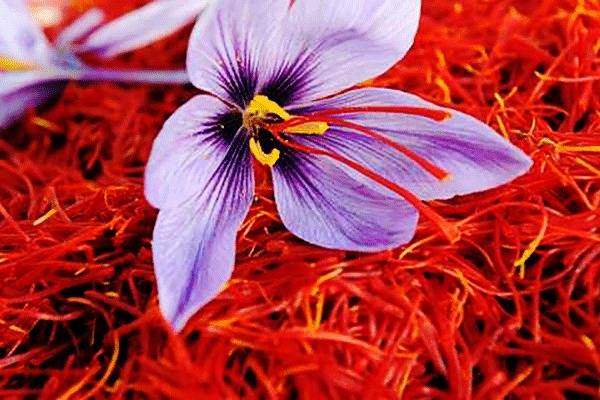 چگونهه زعفران بکاریم؟ پیاز زعفران