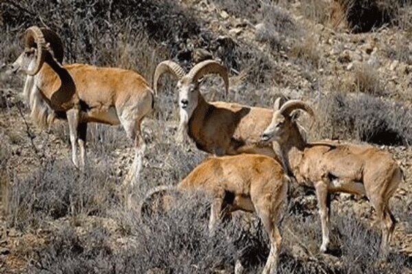 خشکسالی بیخ گوش حیات‌وحش اصفهان
