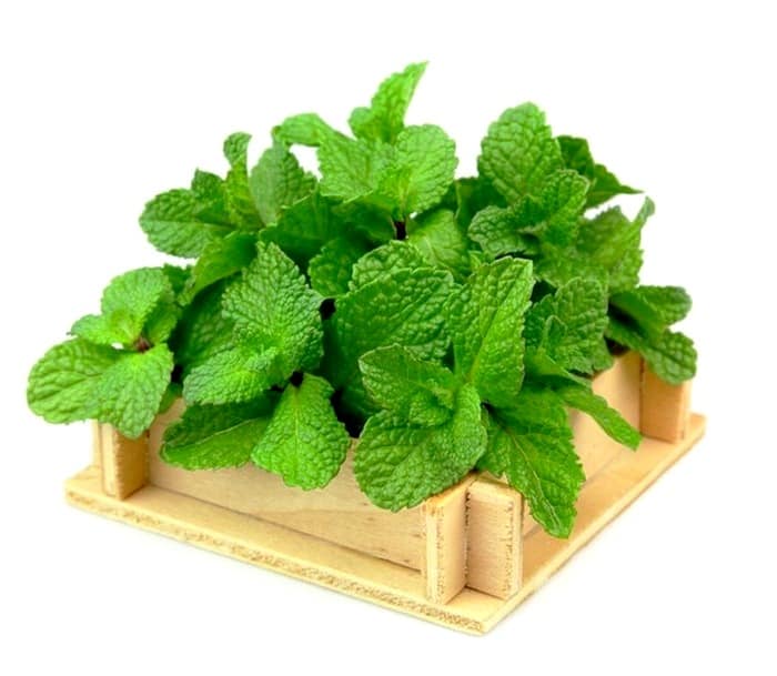نعناع برای مو و پوست طرز تهیه آب نعناع