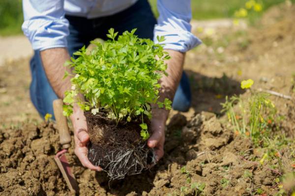 روش کاشت جعفری