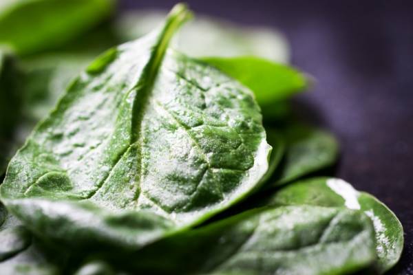 تهیه ماسک برای رفع خشکی پوست با اسفناج ماسک اسفناج