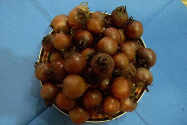 فواید ازگیل