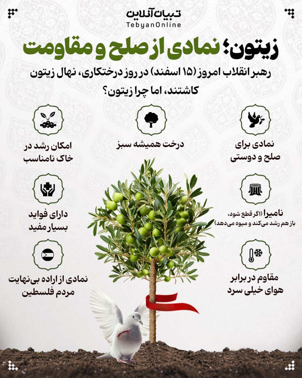 چرا رهبر انقلاب امروز نهال زیتون کاشتند؟ +اینفو