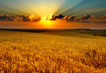 پایان وابستگی اصفهان به واردات بذر؛ فرمول نوین امنیت غذایی در زمین‌های تشنه