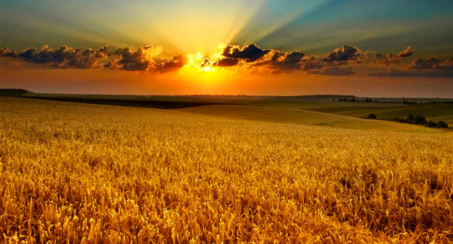 پایان وابستگی اصفهان به واردات بذر؛ فرمول نوین امنیت غذایی در زمین‌های تشنه