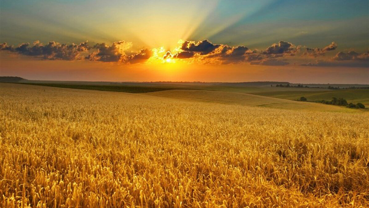 پایان وابستگی اصفهان به واردات بذر؛ فرمول نوین امنیت غذایی در زمین‌های تشنه