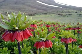 لاله‌های واژگون غرب اصفهان، رها شده در تصمیمات سلیقه ای