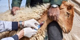آغاز عملیات گسترده واکسیناسیون رایگان ۲ میلیون رأس دام در اصفهان؛ سد دفاعی دامپزشکی در برابر تب برفکی