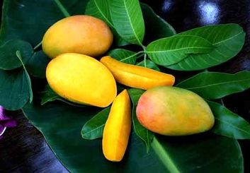تعبیر خواب انبه | دیدن، خوردن و خریدن انبه در خواب چه مفهومی دارد؟