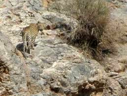 پلنگ زیار؛ از کلاه قاضی تا نگهداری غیرمجاز+فیلم