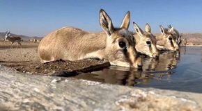پایش گسترده در پناهگاه حیات‌وحش موته میمه؛ سرشماری ۱۳ درصد از علف‌خواران شاخص ایران