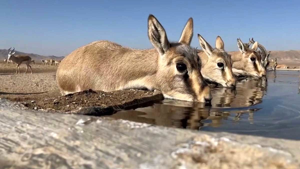 پایش گسترده در پناهگاه حیات‌وحش موته میمه؛ سرشماری ۱۳ درصد از علف‌خواران شاخص ایران