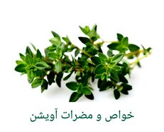  طبع آویشن چیست؟؛ خواص و مضرات آن