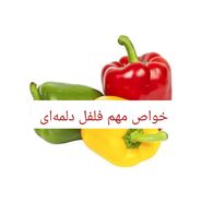 28 خواص مهم فلفل دلمه‌ای؛ طبع فلفل دلمه ای گرم است یا سرد ؟