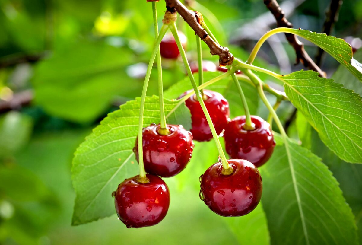 آلبالو چه خاصیتی دارد؟ بررسی علمی و سنتی فواید، کالری، مضرات و ارزش غذایی این میوه تابستانی