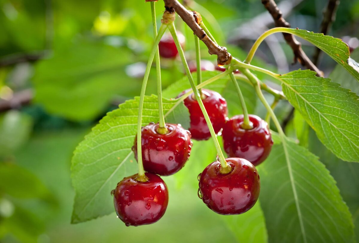 آلبالو چه خاصیتی دارد؟ بررسی علمی و سنتی فواید، کالری، مضرات و ارزش غذایی این میوه تابستانی