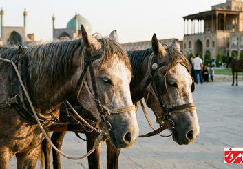 وفاداری در گرما و سرما: داستان اسب‌ها و فداکاری بی‌پایان