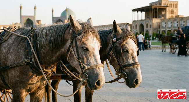 وفاداری در گرما و سرما: داستان اسب‌ها و فداکاری بی‌پایان