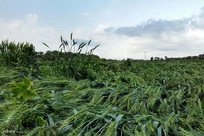 تگرگ و طوفان ۳۲ میلیارد ریال خسارت به مزارع آران و بیدگل وارد کرد