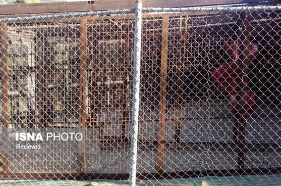 صفه، باغ وحش یا پارک وحش