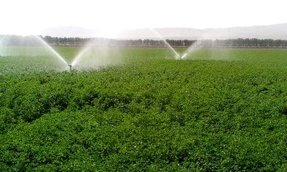 تخصیص ۱۲۰ میلیارد تومان اعتبار به طرح‌های آبیاری تحت‌فشار استان اصفهان