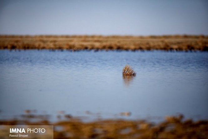 گاوخونی لب تر کرد