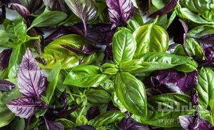 تولید سبزی خوردن خانگی در ایام قرنطینه