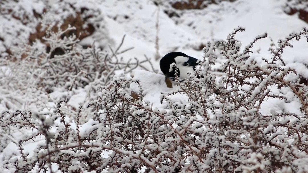 سفید پوش شدن شهر افوس و ارتفاعات بوئین میاندشت