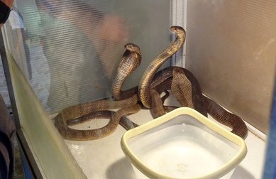 باغ خزندگان اصفهان