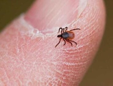مشاهده چهار مورد مشکوک تب کنگو در اصفهان+راه های پیشگیری