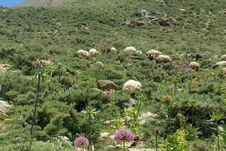 آغاز ورود مجاز دام به ۱۴۴ هزار هکتار از مراتع ییلاقی گلپایگان