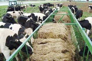 تایید ابتلای 2 نفر به تب کنگو در اصفهان/آمادگی تمام بیمارستان‌ها