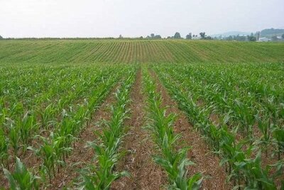 مبارزه با سن در بیش از ۷۸ هزار هکتار اراضی کشاورزی اصفهان