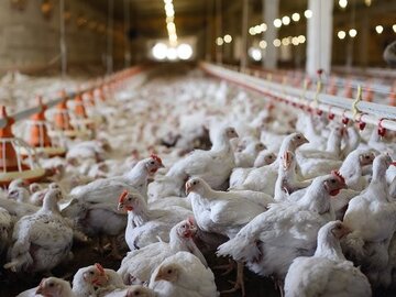 خسارت ۱۰۰ میلیارد تومانی آنفلوانزای پرندگان به اقتصاد اصفهان