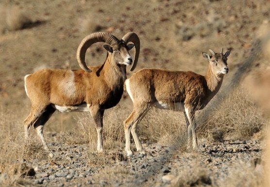 اهمیت روزافزون مناطق حفاظت شده اصفهان