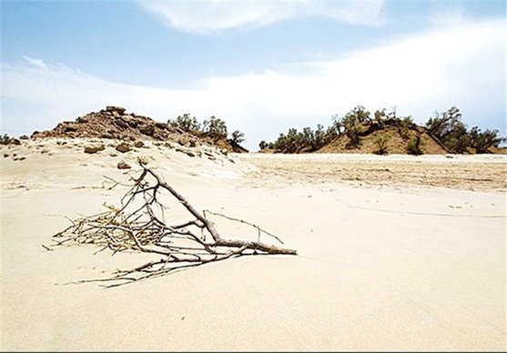 ۴۱۳۶ هکتار نهال‌کاری امسال در استان اصفهان انجام می‌شود
