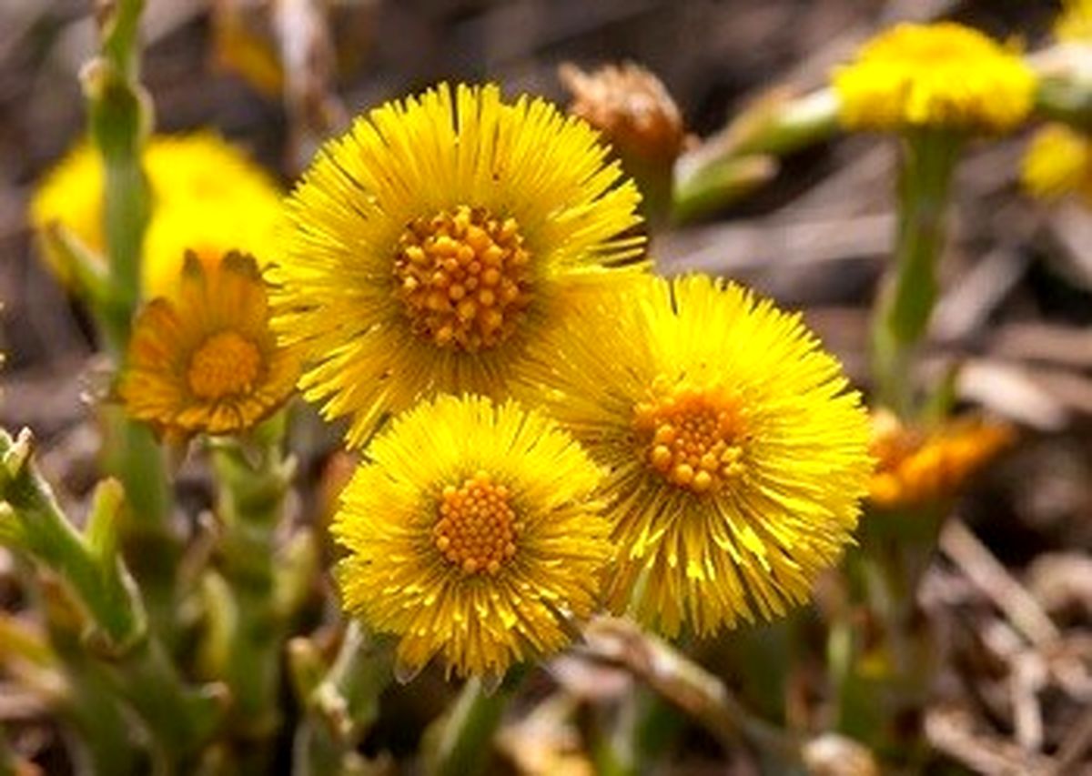 مصرف گیاه پای خر برای زنان باردار ممنوع است