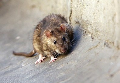 جمعیت حیوانات موذی با اعتبار ۶۰۰ میلیون تومان کنترل می شود