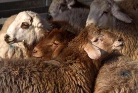 تنها با گواهی بهداشتی حمل دامپزشکی بارنامه داده می‌شود