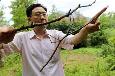 پرورش بزرگترین حشره جهان در چین