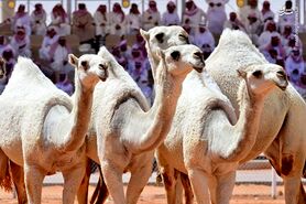 بزرگترین جشنواره شتر در جهان