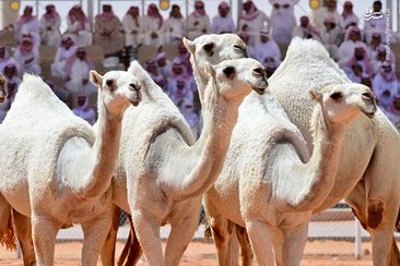 بزرگترین جشنواره شتر در جهان