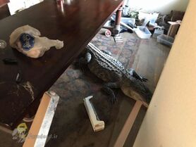 ورود تمساح‌ها به مناطق سیل‌زده تگزاس